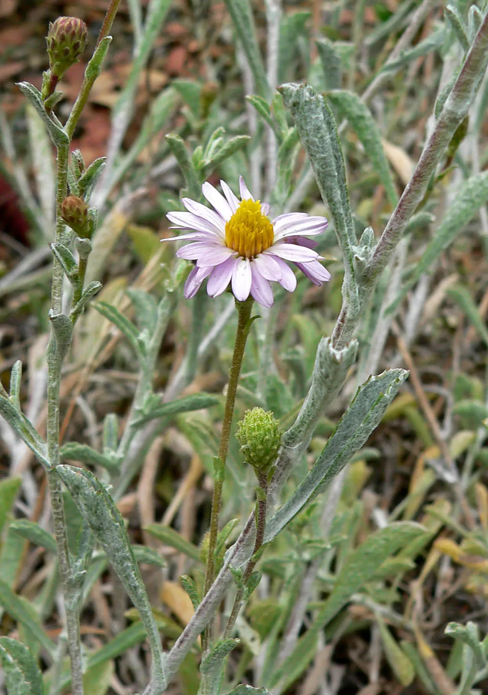 California Aster (Lessingia Filaginifolia) — Ideal for xeriscapes, it adds a splash of color and adapts well to poor soils