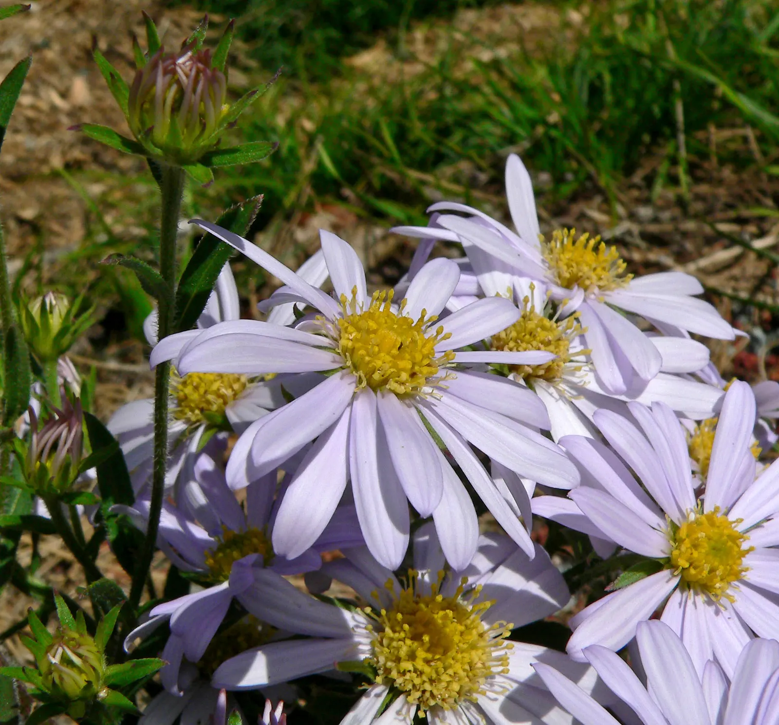 California Aster (Lessingia Filaginifolia) — is an enchanting perennial native to the coastal and inland valleys of California; consider, image 59