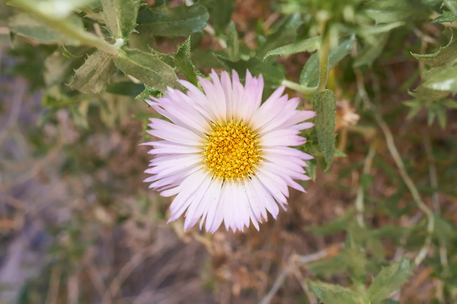 California Aster (Lessingia Filaginifolia) — including butterflies and bees; it prefers well-drained soils but is notably drought-tolerant once, image 66