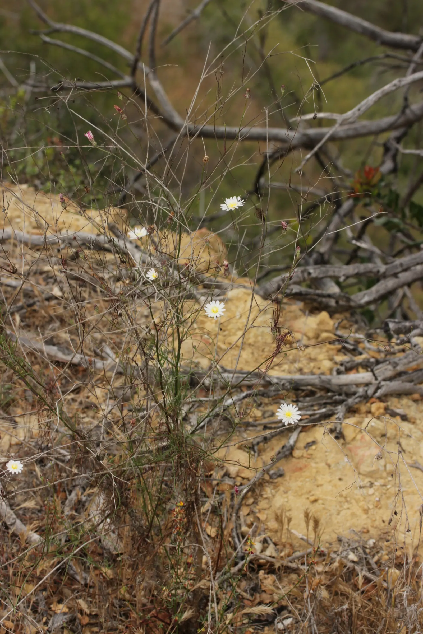 California Aster (Lessingia Filaginifolia) — To encourage a bushier growth and a repeated bloom