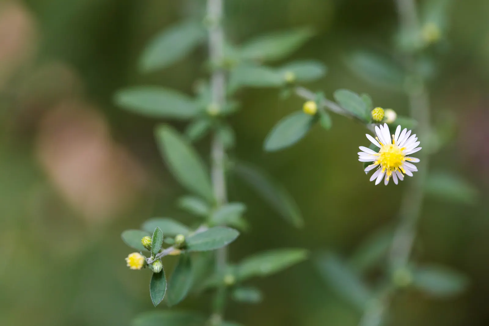 California Aster (Lessingia Filaginifolia) — indicating a tolerance for mild to moderate climates.<br><br>Standing at a modest height of about 1 to 3 feet