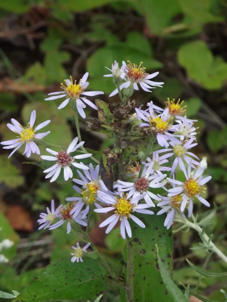 California Aster (Lessingia Filaginifolia) — This sun-loving aster thrives in dry conditions, reaching 1-3 feet in height with a similar spread