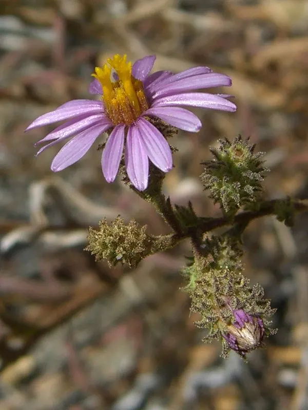 California Aster (Lessingia Filaginifolia) — providing a low-maintenance