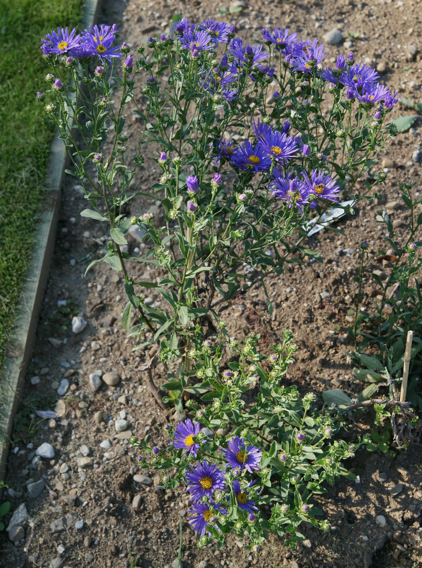 California Aster (Lessingia Filaginifolia) — Its silvery foliage and late summer-to-fall display of lavender to pink daisy-like flowers; thus, image 55