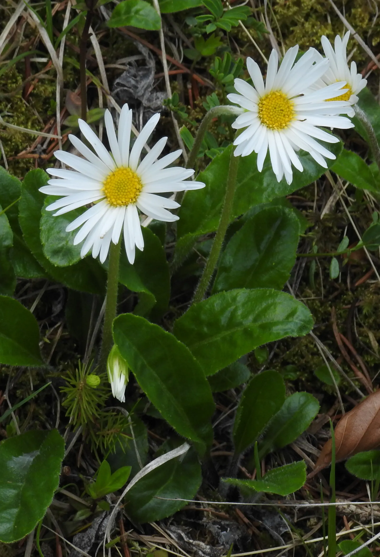 California Aster (Lessingia Filaginifolia) — scientifically known as Lessingia filaginifolia; attracting a delightful array of pollinators, image 58