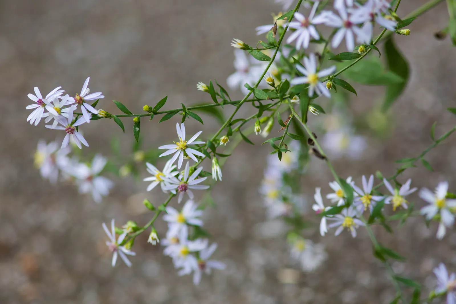 California Aster (Lessingia Filaginifolia) — including butterflies and bees