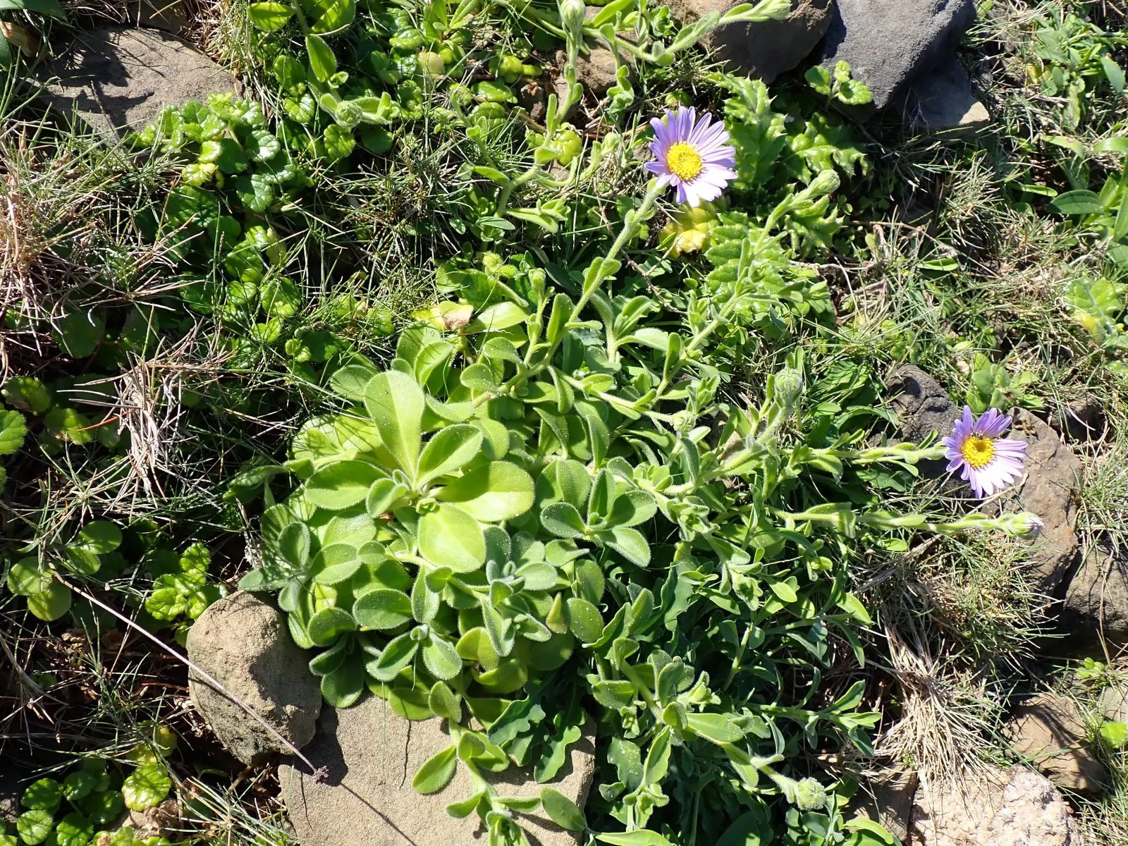 California Aster (Lessingia Filaginifolia) — This sun-loving aster thrives in dry conditions, reaching 1-3 feet in height with a similar spread; informal look
