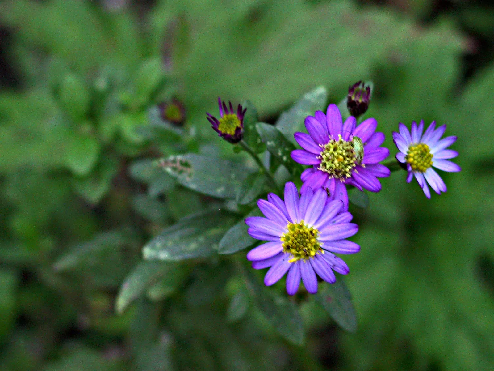 California Aster (Lessingia Filaginifolia) — bear in mind its natural spreading habit