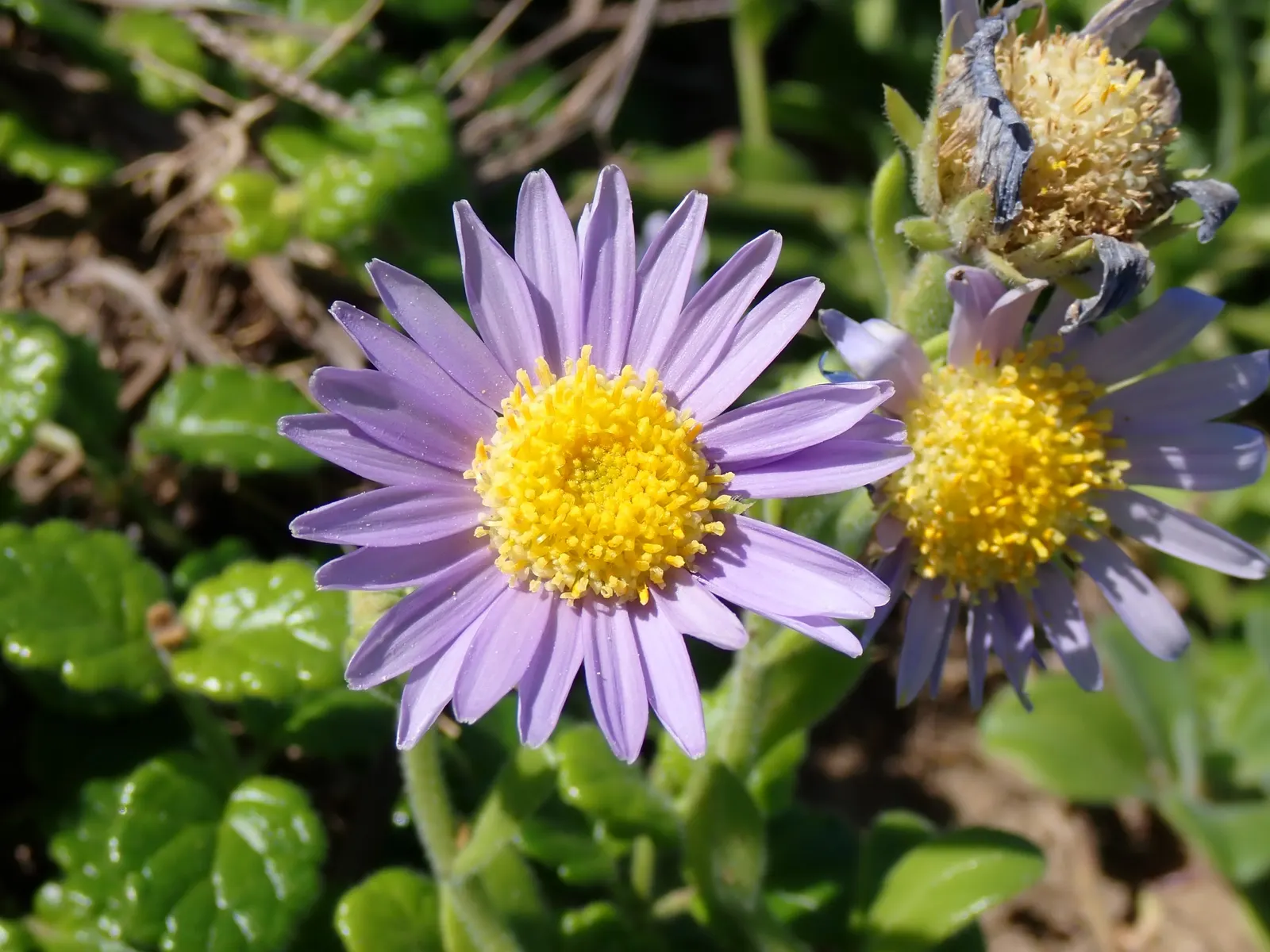 California Aster (Lessingia Filaginifolia) — The California Aster (Lessingia filaginifolia) is a robust perennial native to the Western U.S