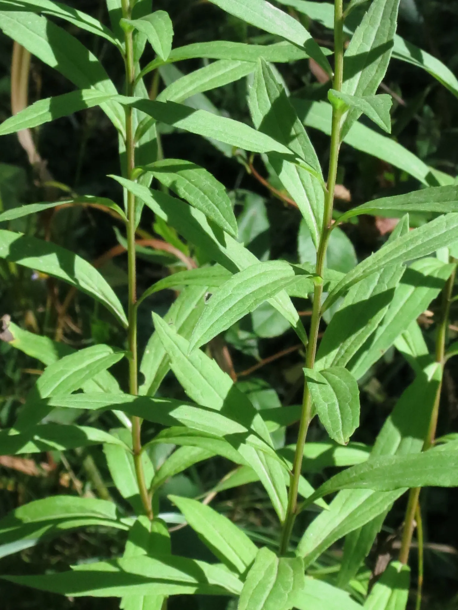 California Aster (Lessingia Filaginifolia) — ground cover / perennial for full; providing a low-maintenance