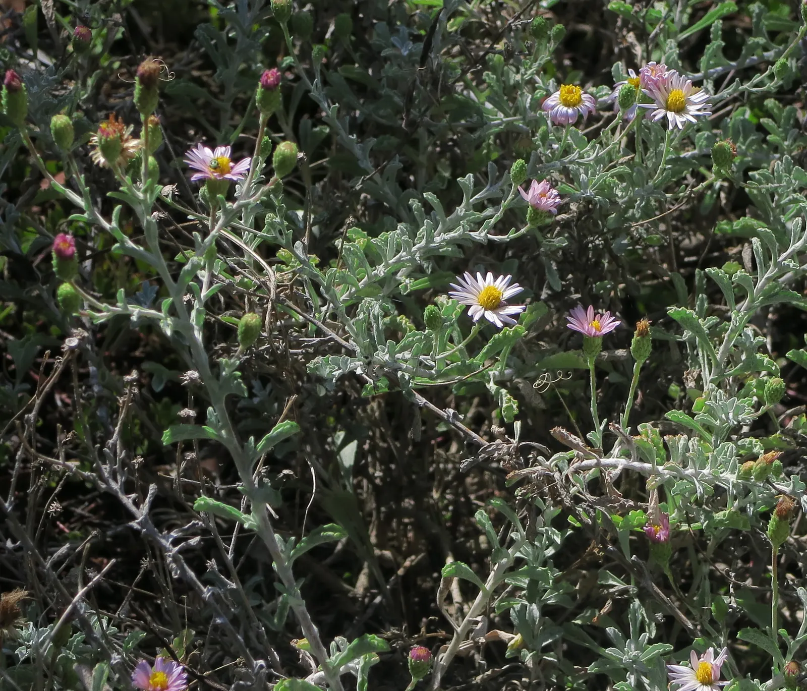 California Aster (Lessingia Filaginifolia) — consider deadheading spent flowers.<br><br>When incorporating the California Aster into your design