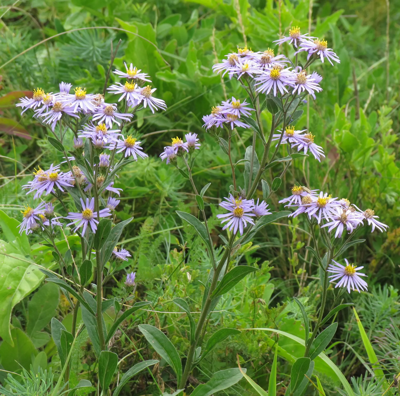 California Aster (Lessingia Filaginifolia) — indicating a tolerance for mild to moderate climates.<br><br>Standing at a modest height of about 1 to 3 feet; the