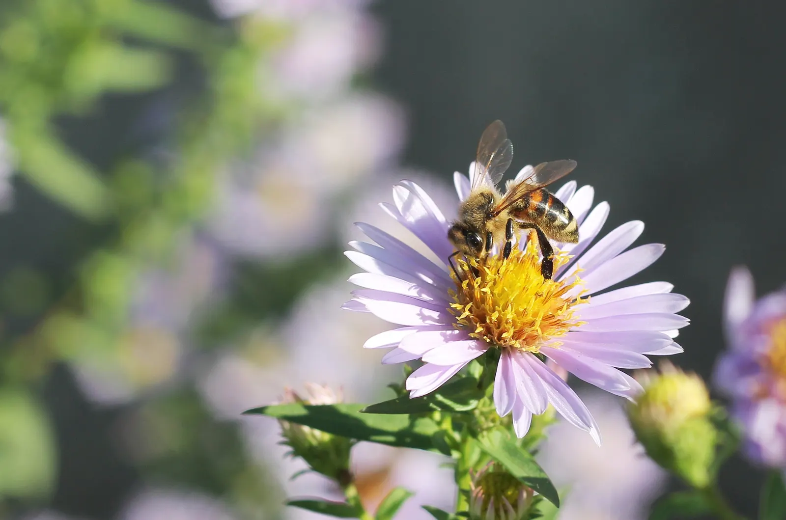 California Aster (Lessingia Filaginifolia) — to the garden.<br><br>Ideally suited for a water-wise landscape or a wildflower meadow; violet flowers, image 67