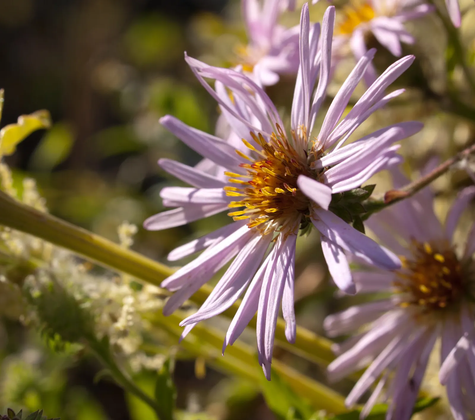 California Aster (Lessingia Filaginifolia) — To encourage a bushier growth and a repeated bloom; ground cover / perennial for full