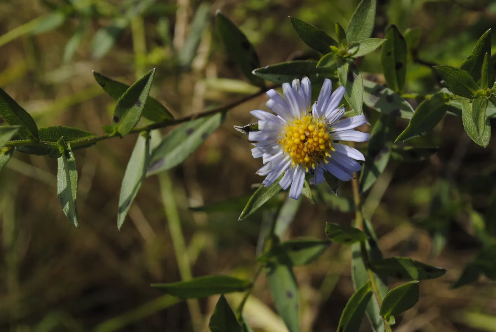 California Aster (Lessingia Filaginifolia) — Its silvery foliage and late summer-to-fall display of lavender to pink daisy-like flowers; thus requiring minimal