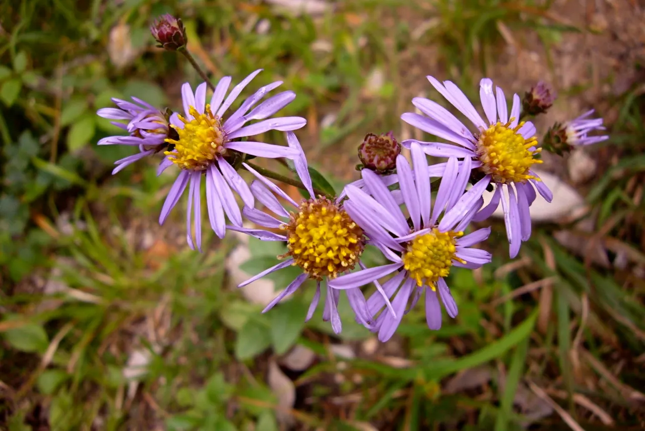 California Aster (Lessingia Filaginifolia) — ground cover / perennial with violet blooms