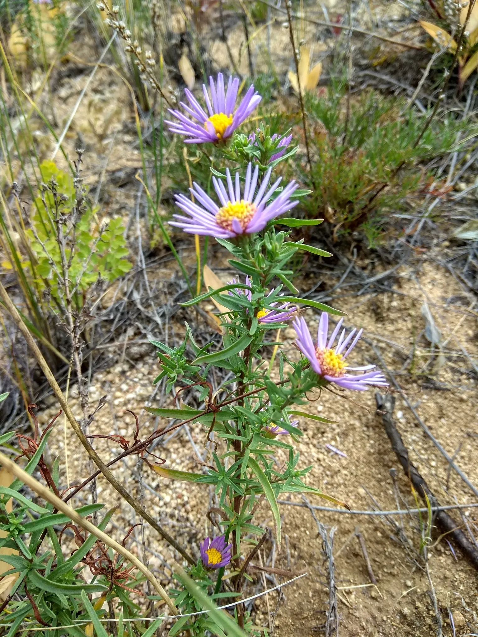 California Aster (Lessingia Filaginifolia) — informal look with its silvery-green foliage and abundant daisy-like flowers; grouping these plants can create a