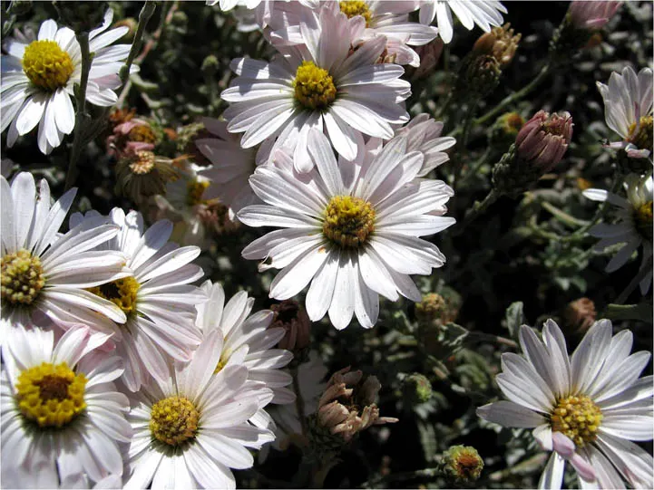 California Aster (Lessingia Filaginifolia) — scientifically known as Lessingia filaginifolia
