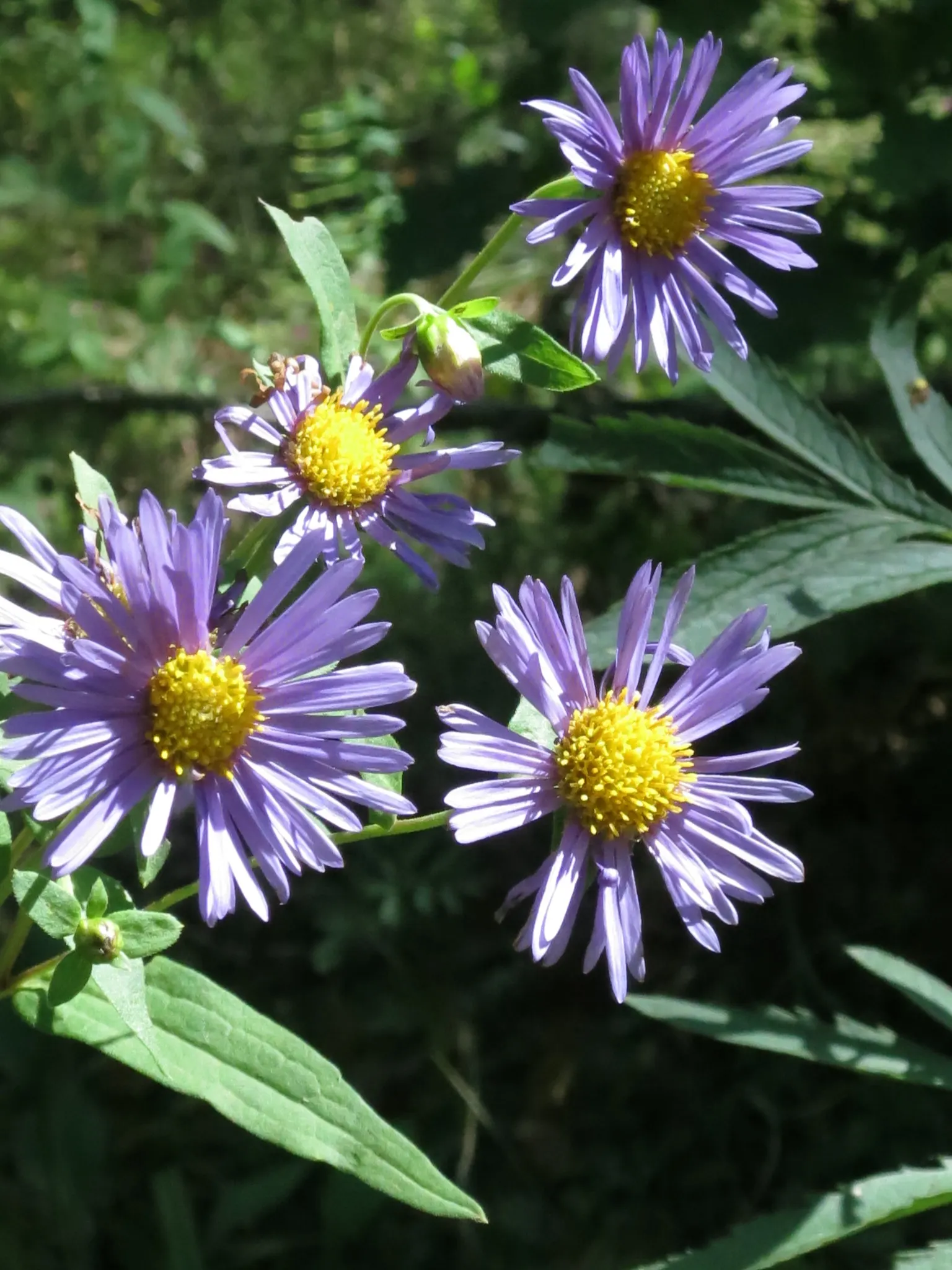 California Aster (Lessingia Filaginifolia) — Ideal for xeriscapes, it adds a splash of color and adapts well to poor soils; scientifically known as Lessingia