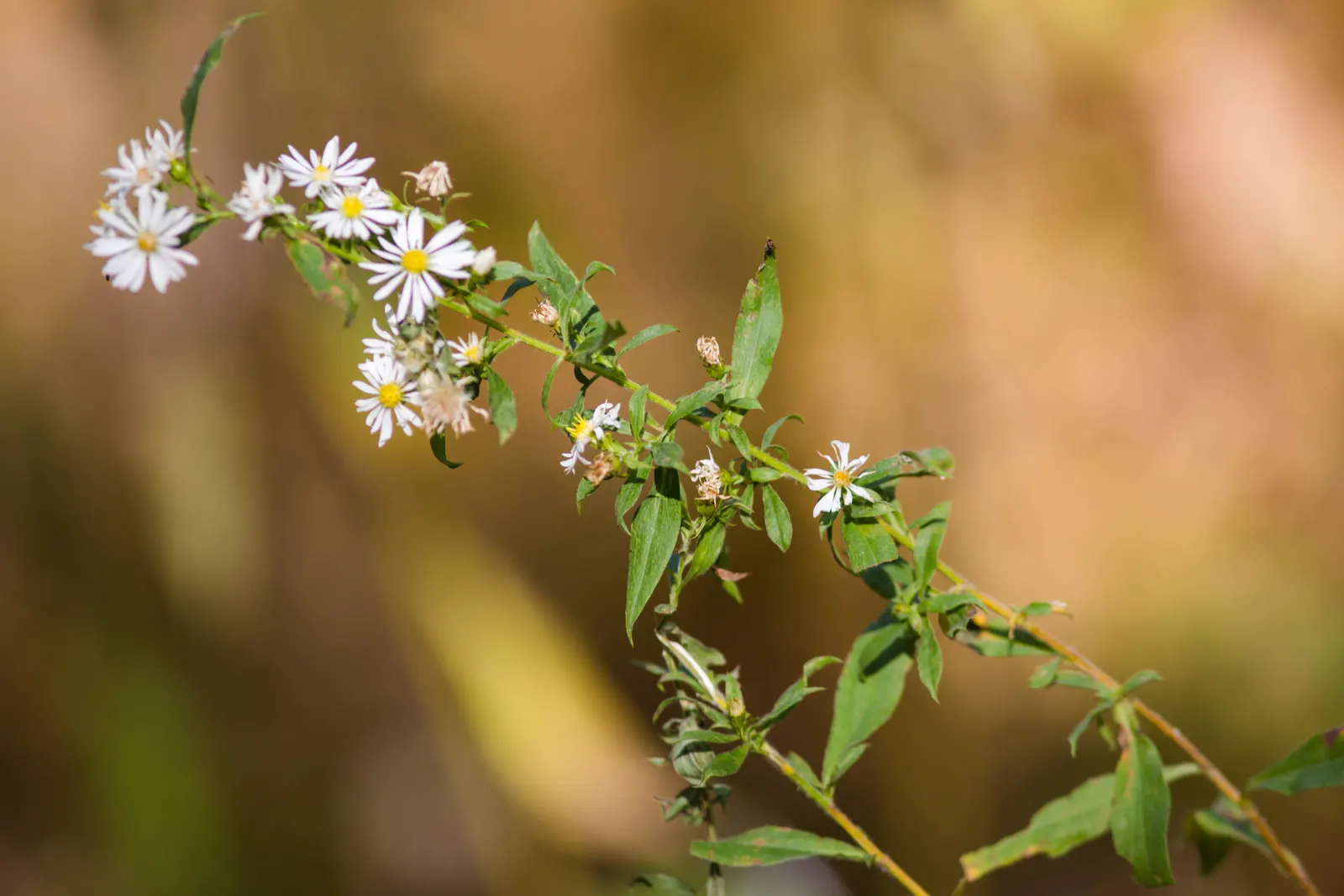 California Aster (Lessingia Filaginifolia) — attracting a delightful array of pollinators; this aster species provides a pleasing, image 65