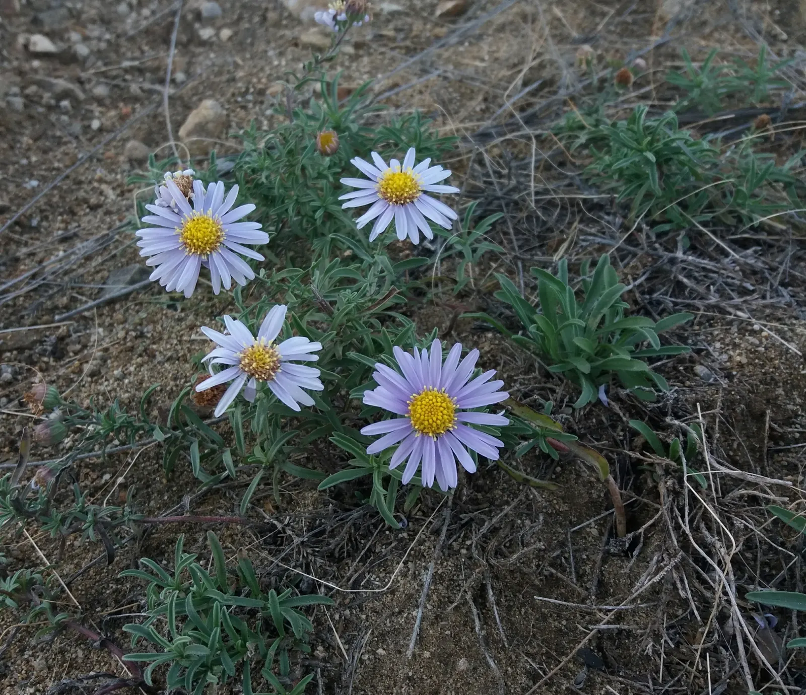 California Aster (Lessingia Filaginifolia) — bear in mind its natural spreading habit; including butterflies and bees
