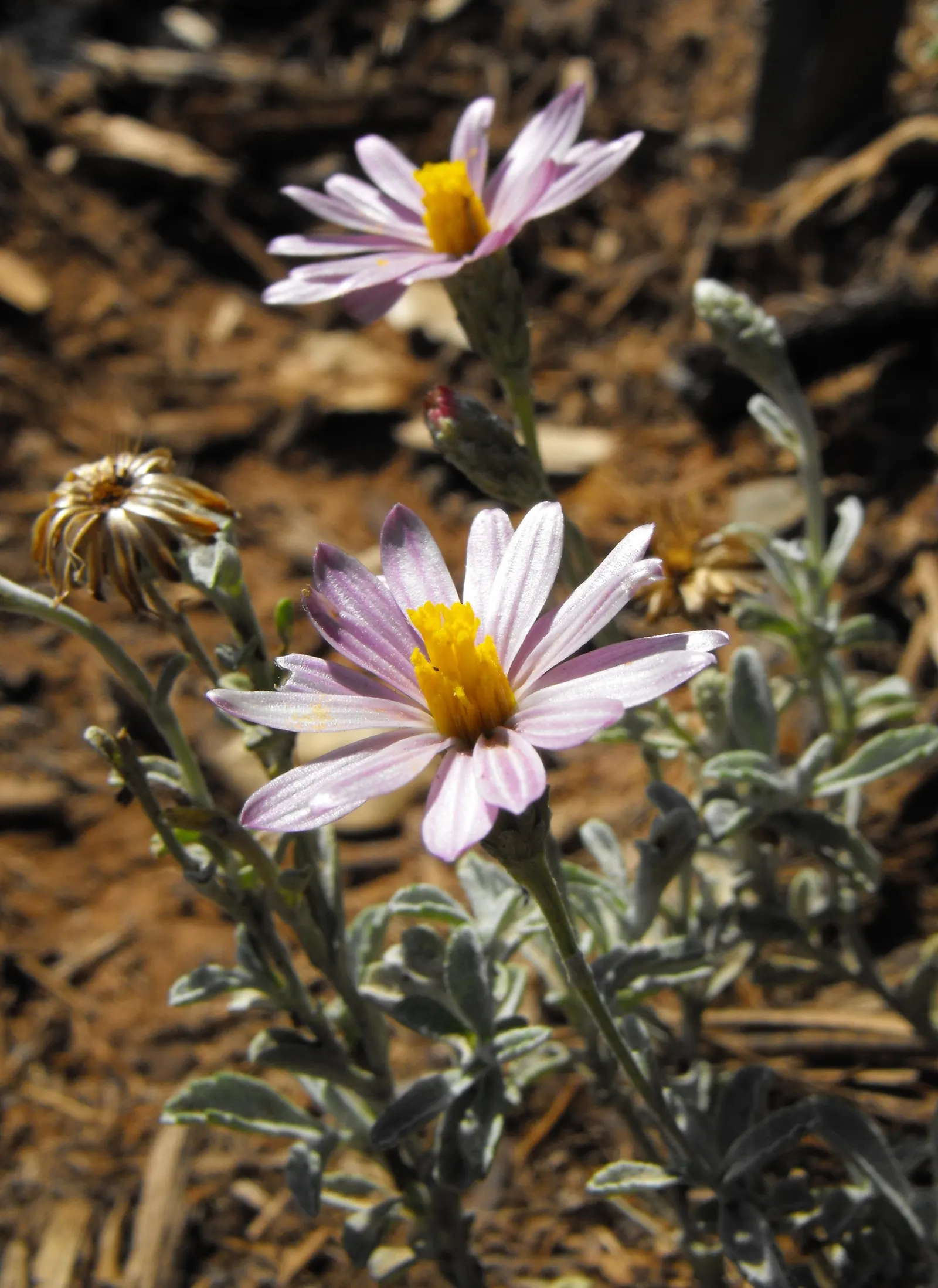 California Aster (Lessingia Filaginifolia) — the California Aster thrives in full sun but can also tolerate light shade