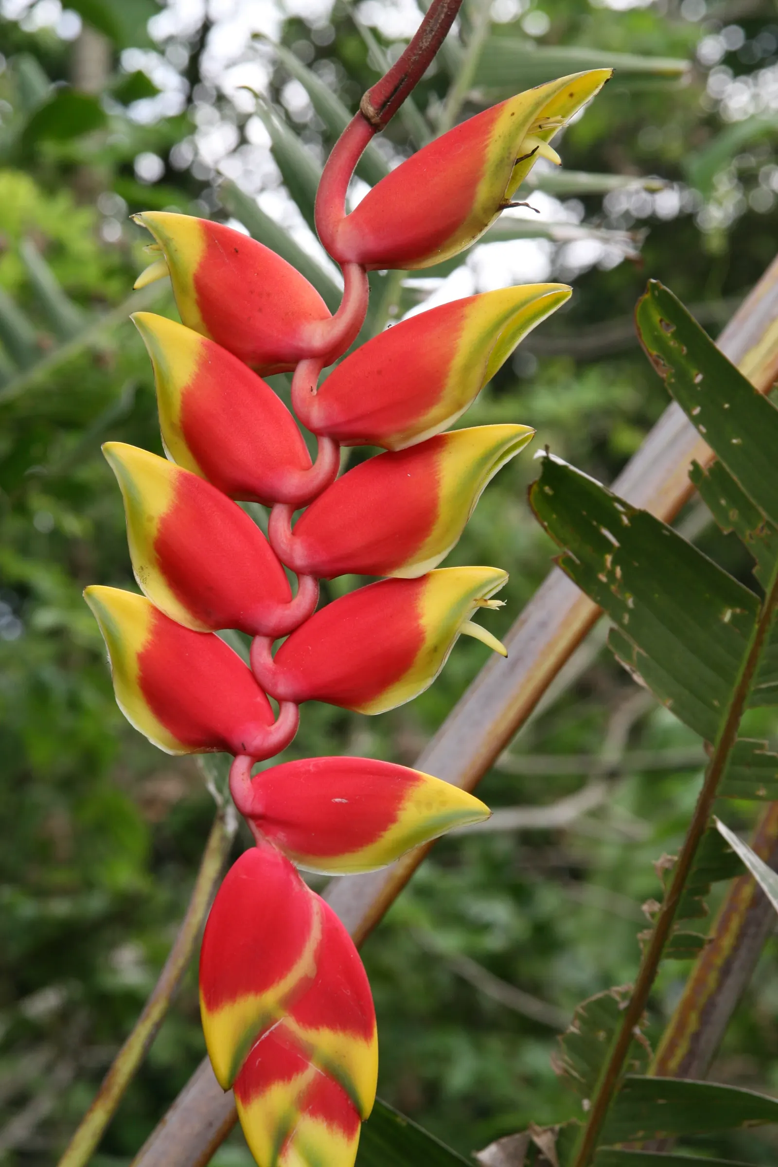 Hanging Lobster Claw (Heliconia Rostrata) — shrub / tree for full or half