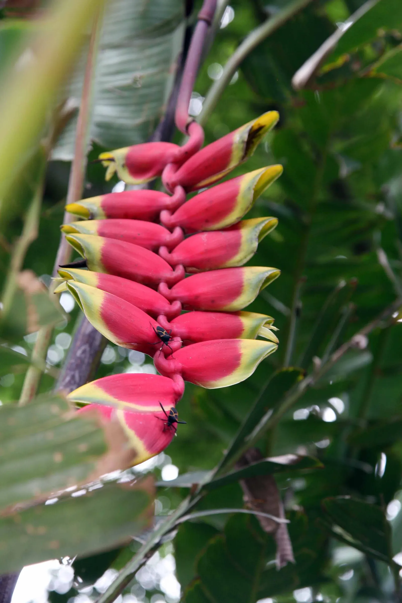 Hanging Lobster Claw (Heliconia Rostrata) — ensuring that seasonal frosts do not threaten its vibrancy and allure; ensuring a lush display for any, image 109