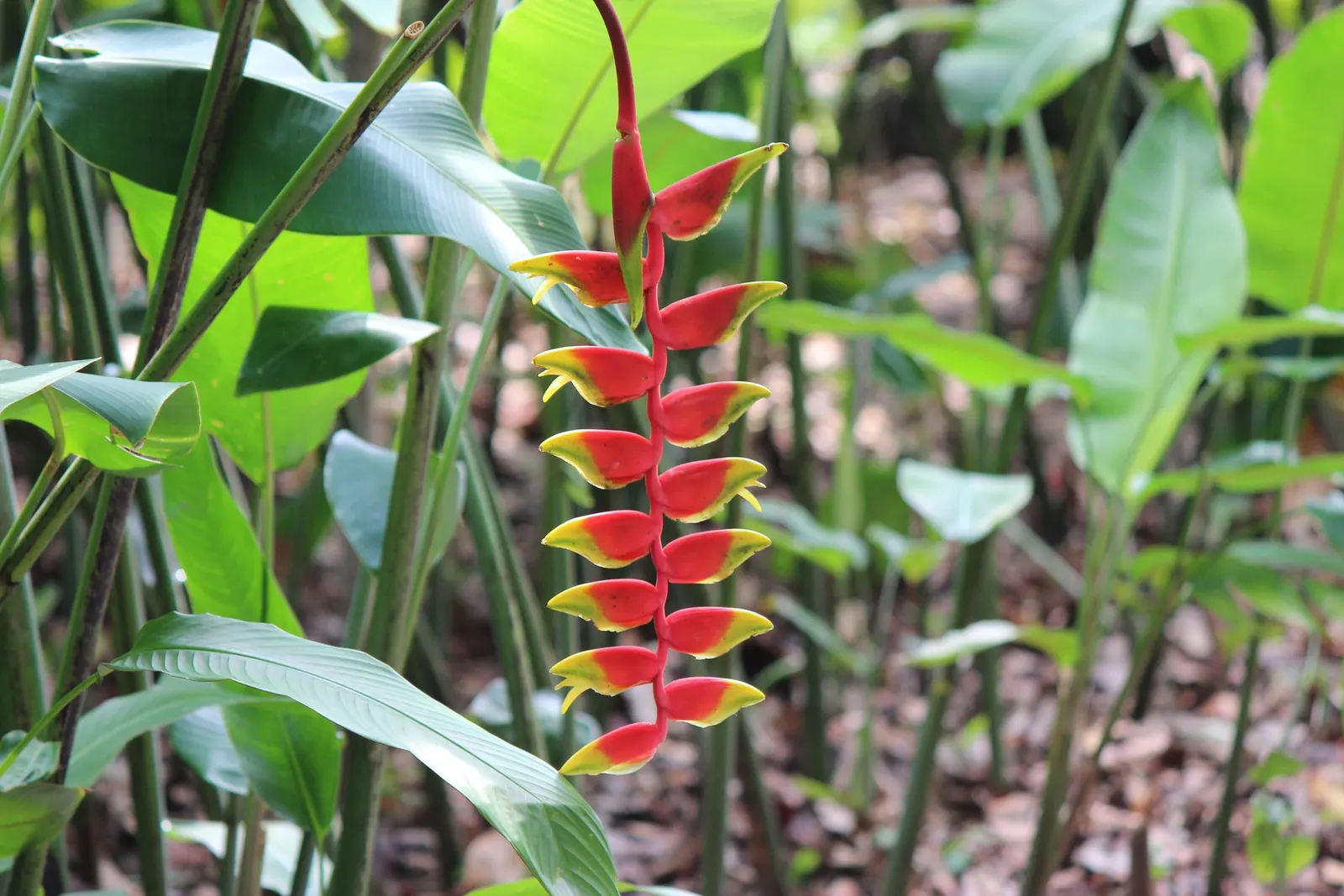 Hanging Lobster Claw (Heliconia Rostrata) — For the client desiring a tropical or exotic theme; ensuring a lush display for any exotic landscape, image 105