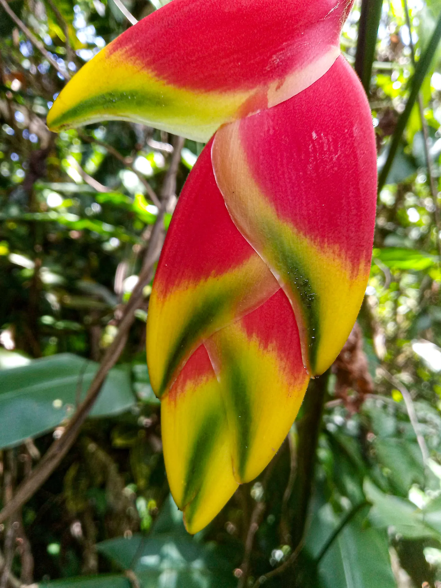 Hanging Lobster Claw (Heliconia Rostrata) — Thriving in zones 9b-11, it prefers partial shade and well-draining soil