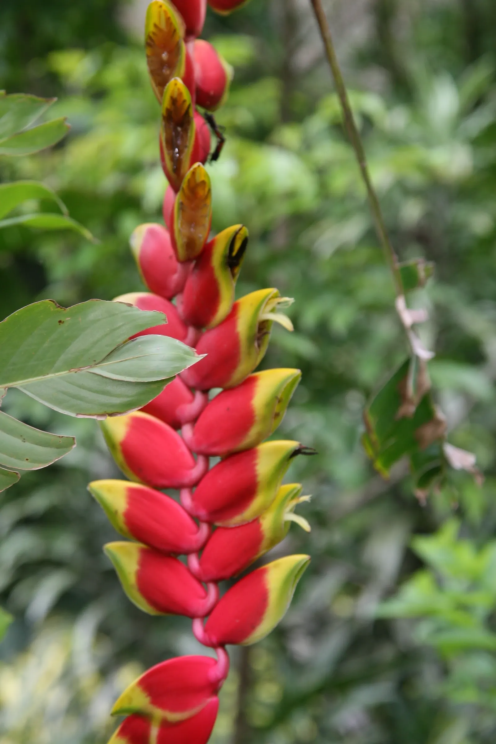 Hanging Lobster Claw (Heliconia Rostrata) — scientifically known as Heliconia rostrata; ensuring a lush display for any exotic landscape centerpiece, image 89