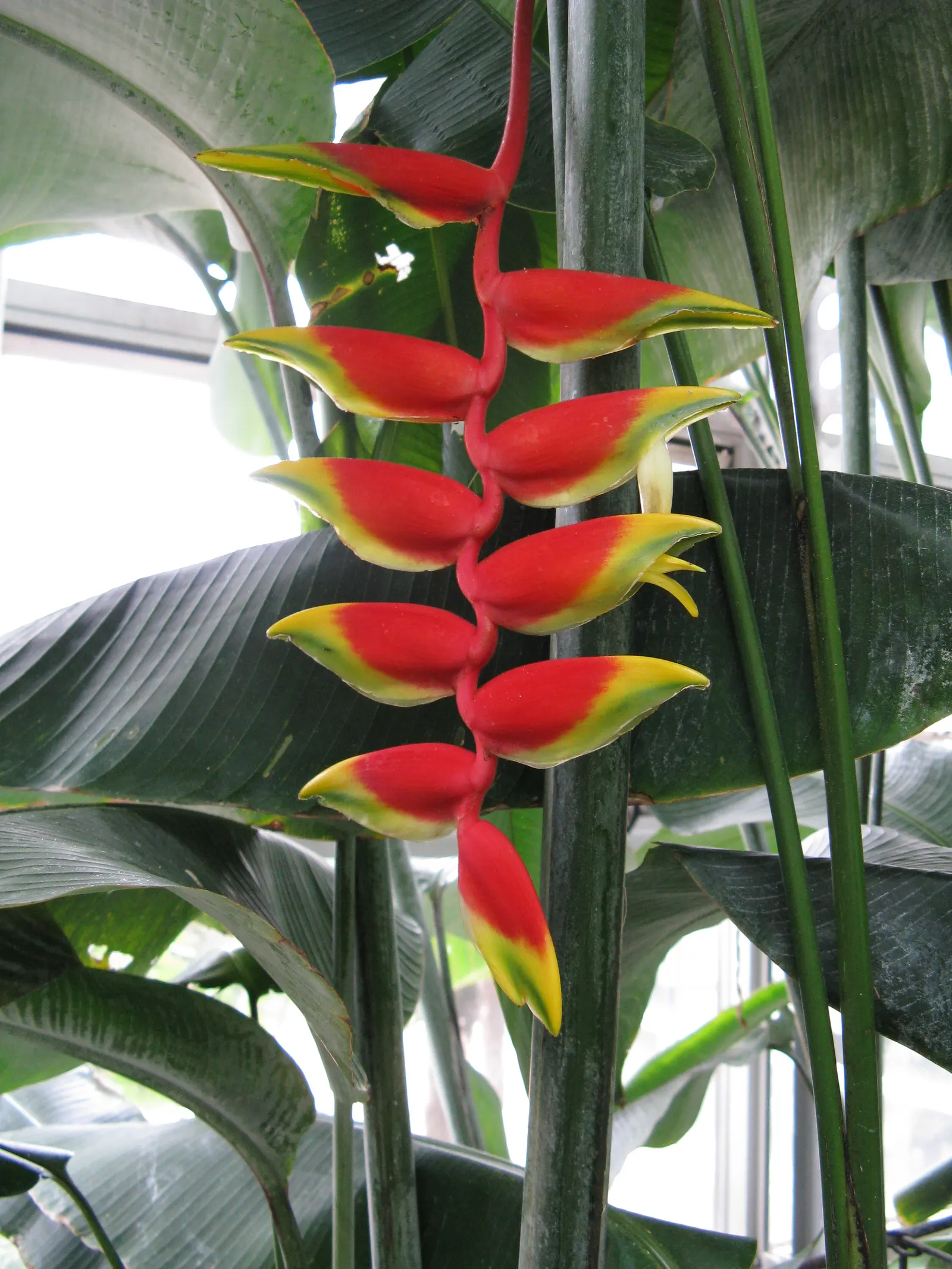 Hanging Lobster Claw (Heliconia Rostrata) — hence its common name.<br><br>When integrated into a landscape