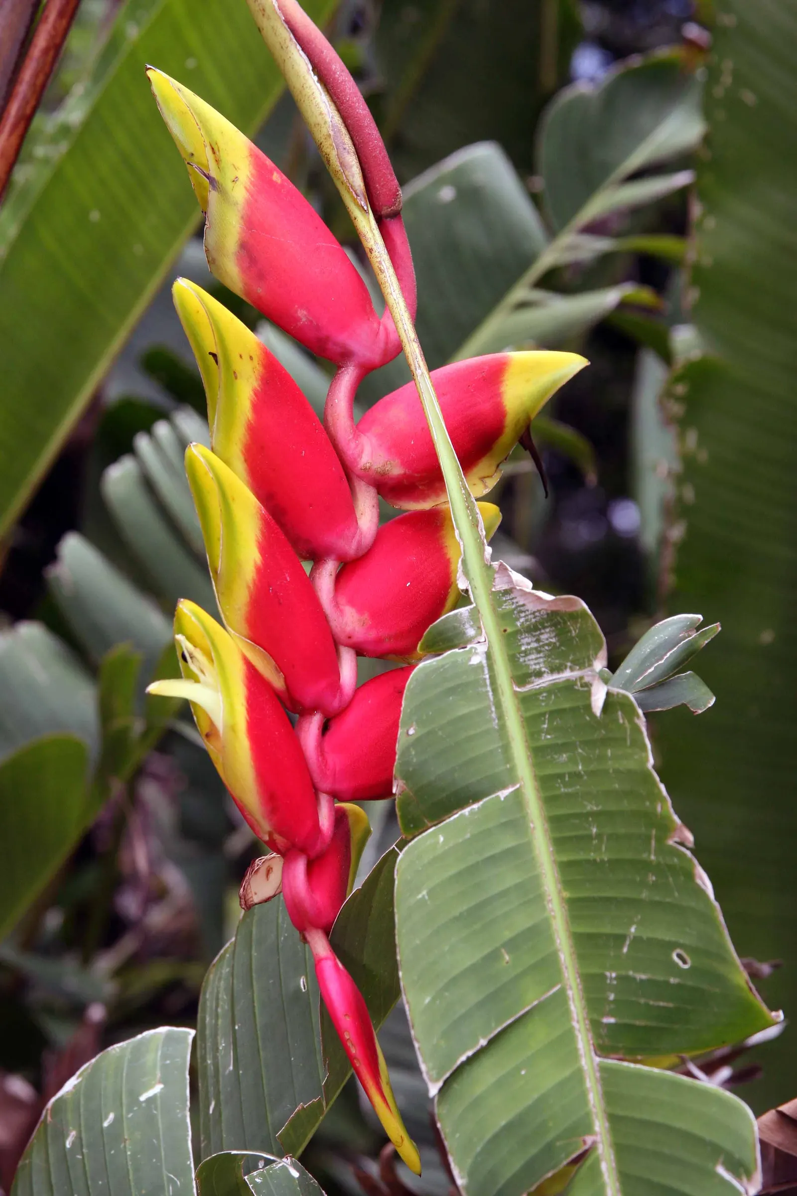 Hanging Lobster Claw (Heliconia Rostrata) — this eye-catching plant is known for its vividly colored