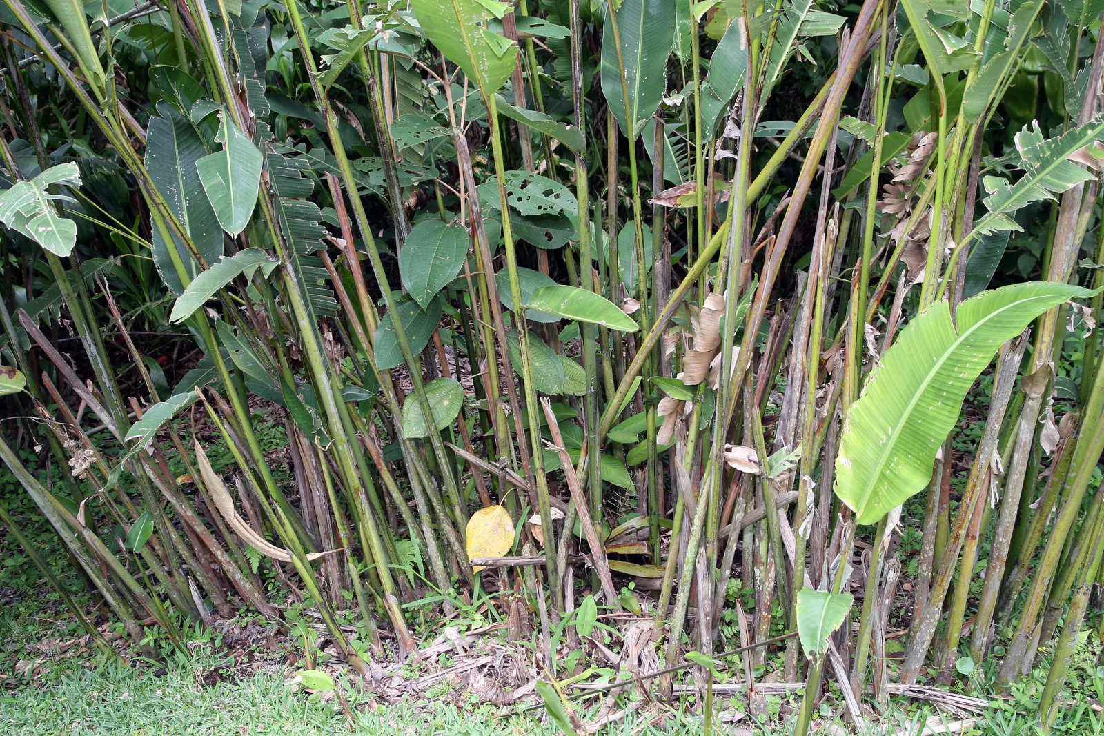 Hanging Lobster Claw (Heliconia Rostrata) — upright stems that can reach heights of 3 to 6 feet.<br><br>For optimal growth; especially in regions, image 71