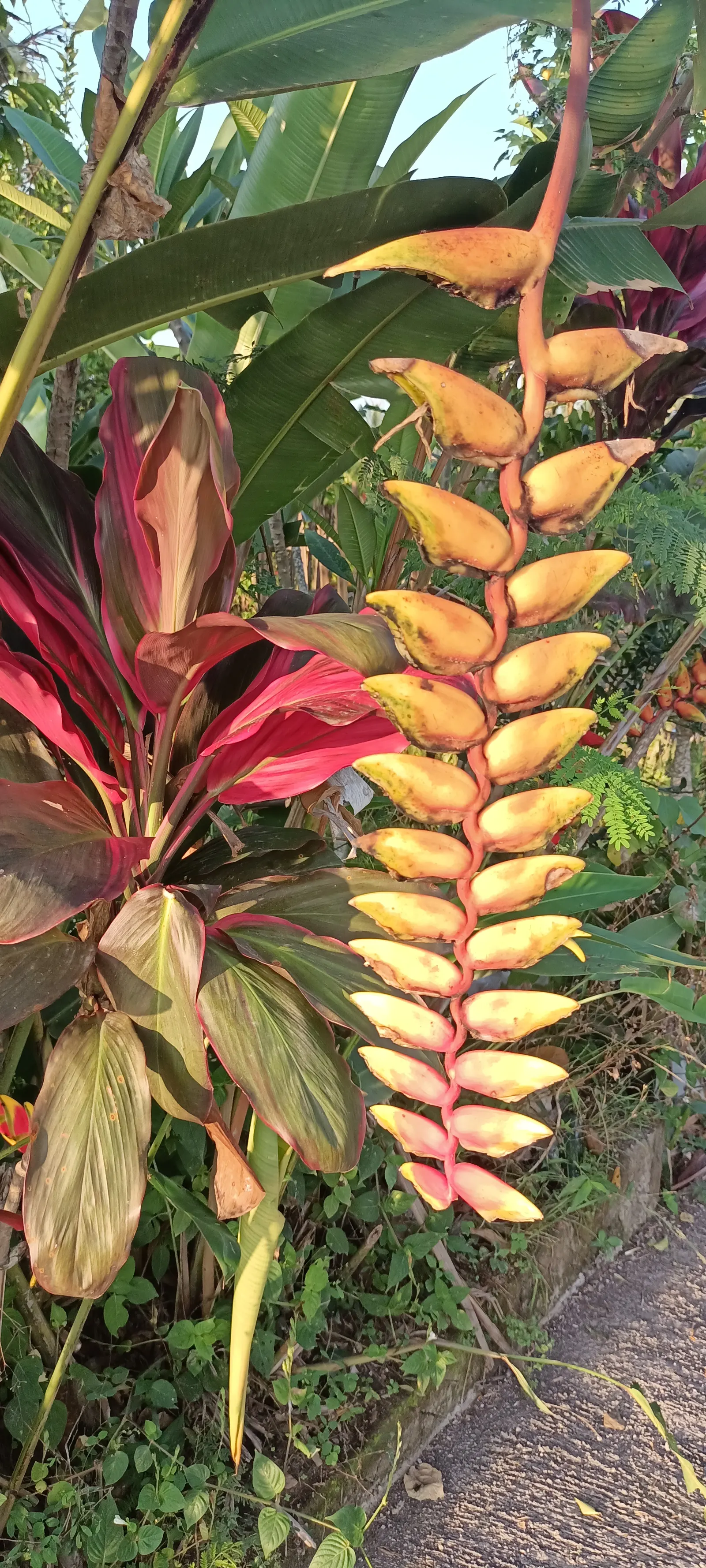 Hanging Lobster Claw (Heliconia Rostrata) — the distinctive bracts present a vivid red to orange hue with occasional hints of yellow and green, image 95