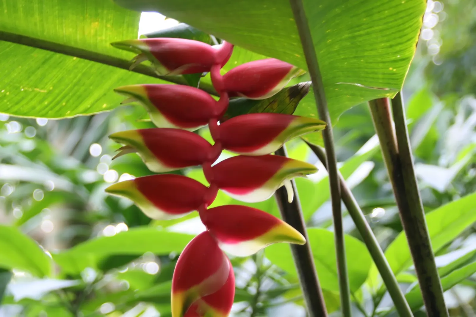 Hanging Lobster Claw (Heliconia Rostrata) — or as a solitary specimen in more intimate settings; especially in regions that experience intense, image 79