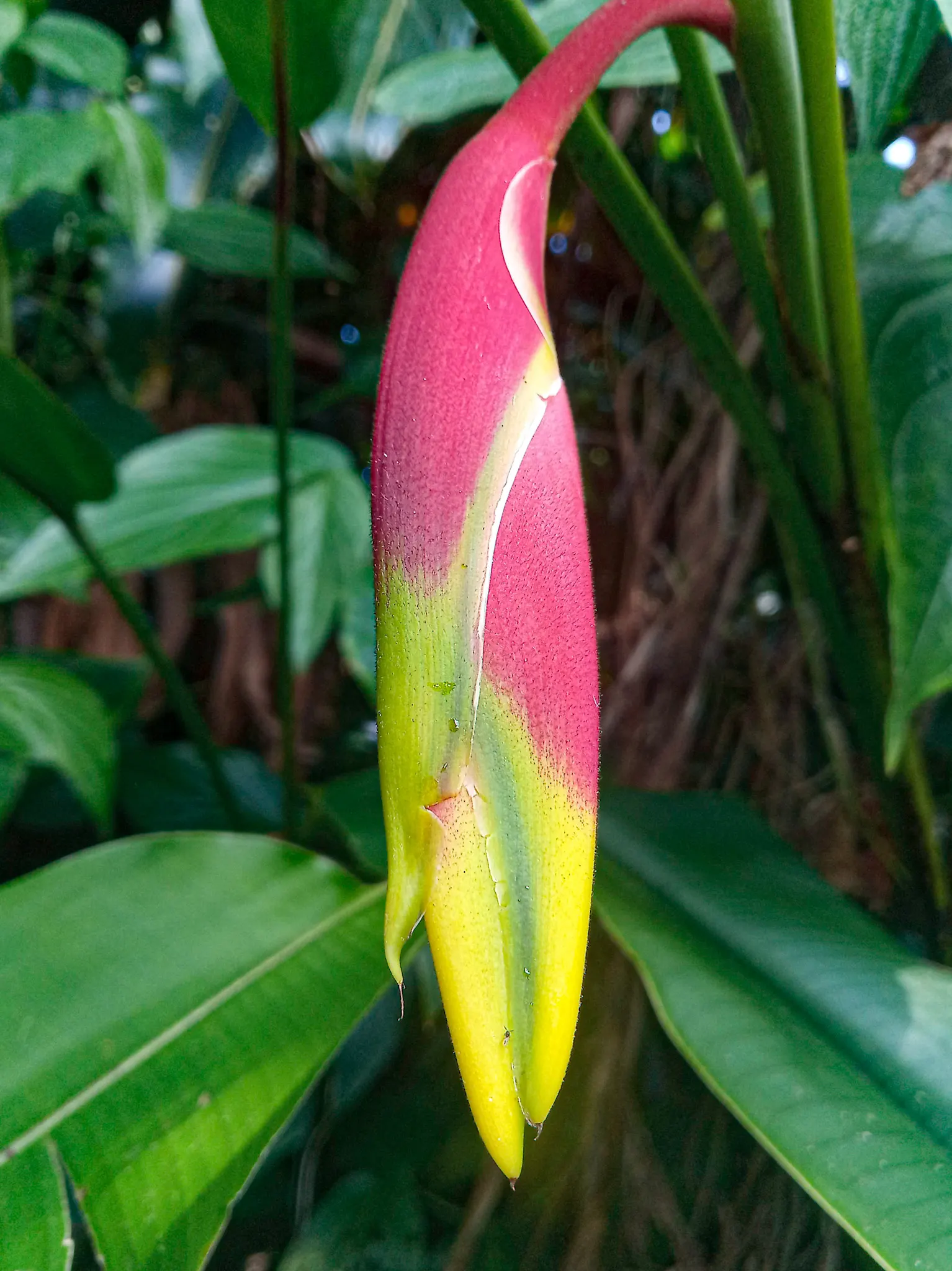 Hanging Lobster Claw (Heliconia Rostrata) — offering a bold contrast against the lush green foliage; ensuring that seasonal frosts do not threaten its vibrancy