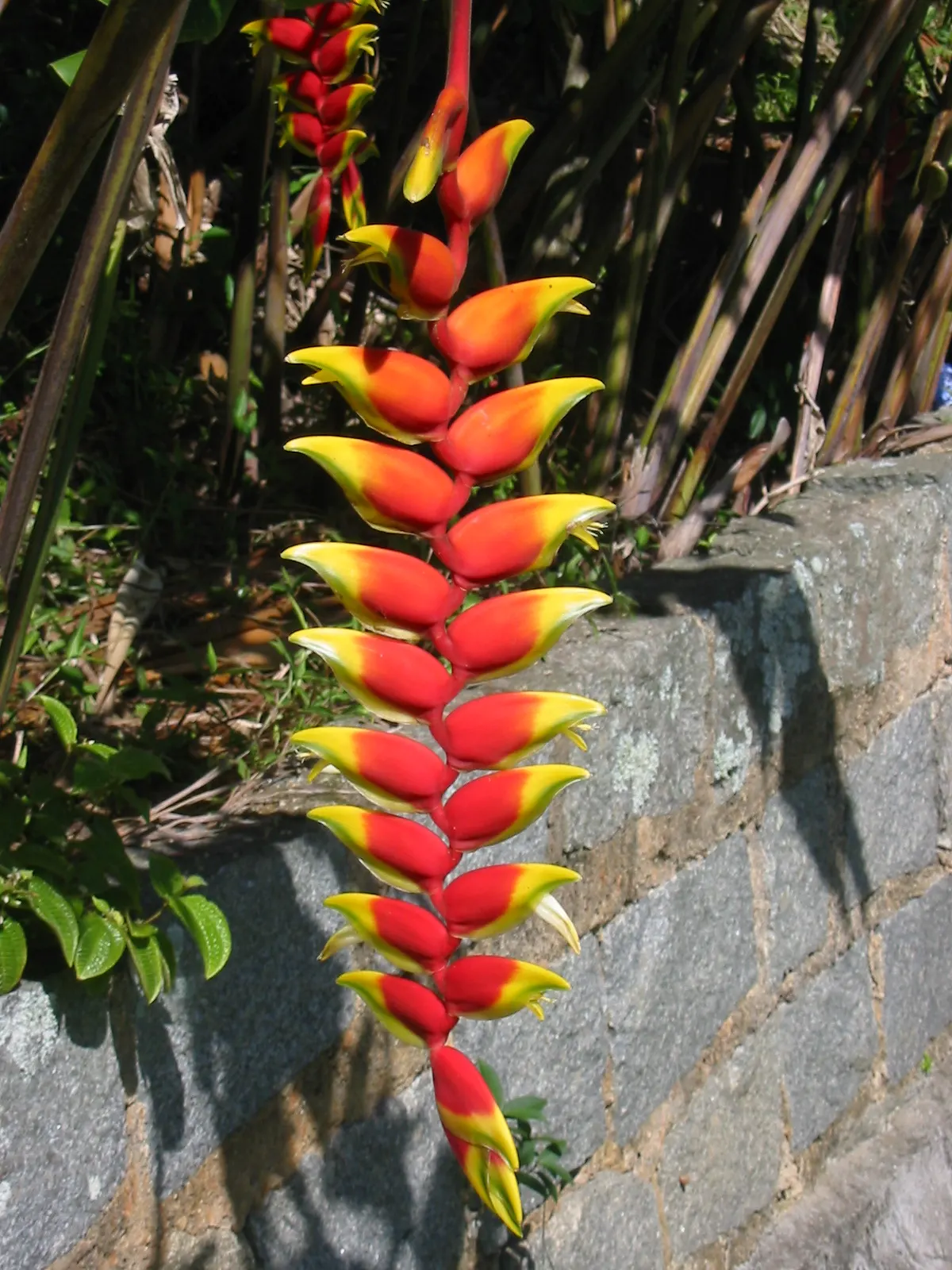 Hanging Lobster Claw (Heliconia Rostrata) — especially in regions that experience intense afternoon sun; the distinctive bracts present a vivid red, image 102