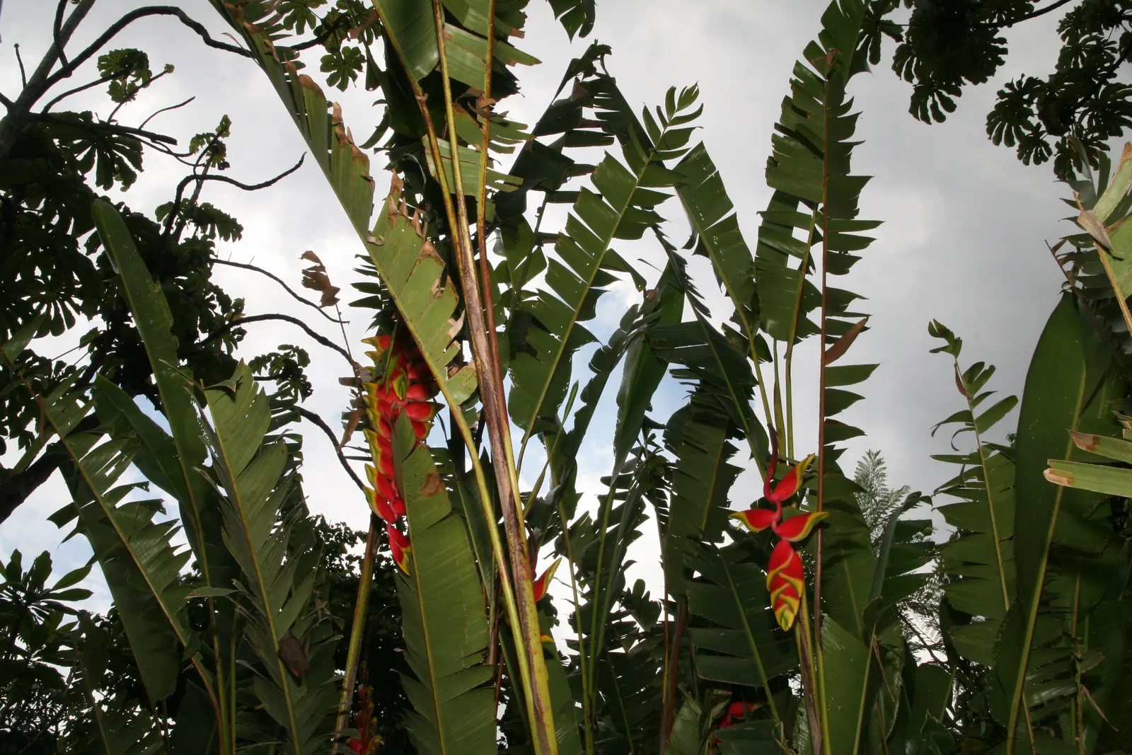 Hanging Lobster Claw (Heliconia Rostrata) — maintaining consistent moisture is crucial; however