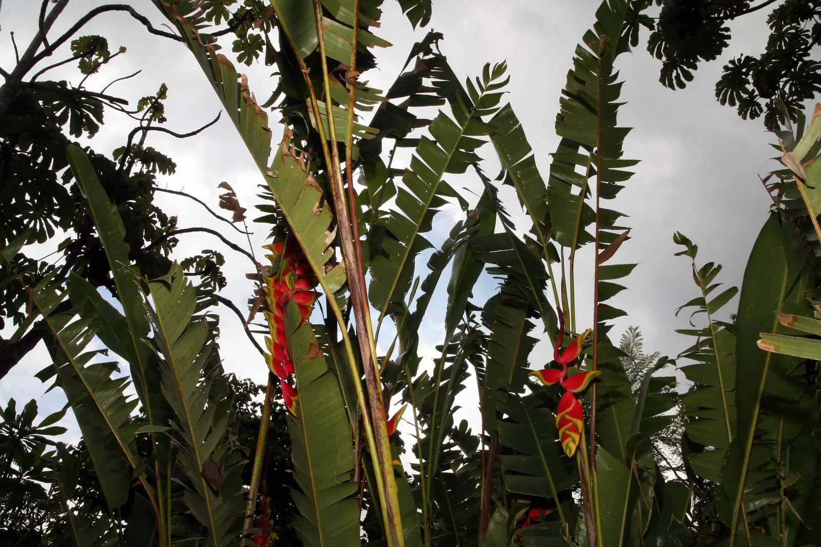 Hanging Lobster Claw (Heliconia Rostrata) — this eye-catching plant is known for its vividly colored; ensuring that seasonal frosts do not threaten its