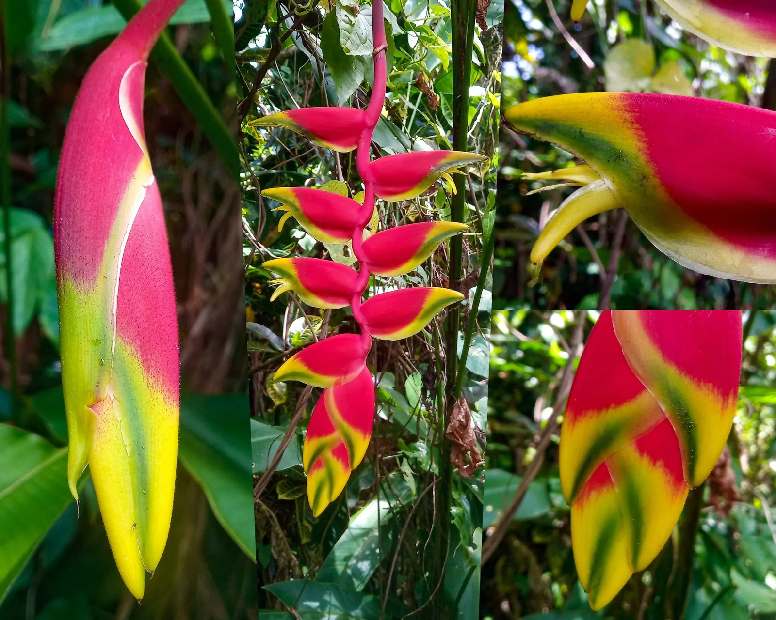 Hanging Lobster Claw (Heliconia Rostrata) — scientifically known as Heliconia rostrata; ensuring a lush display for any exotic landscape centerpiece, image 61