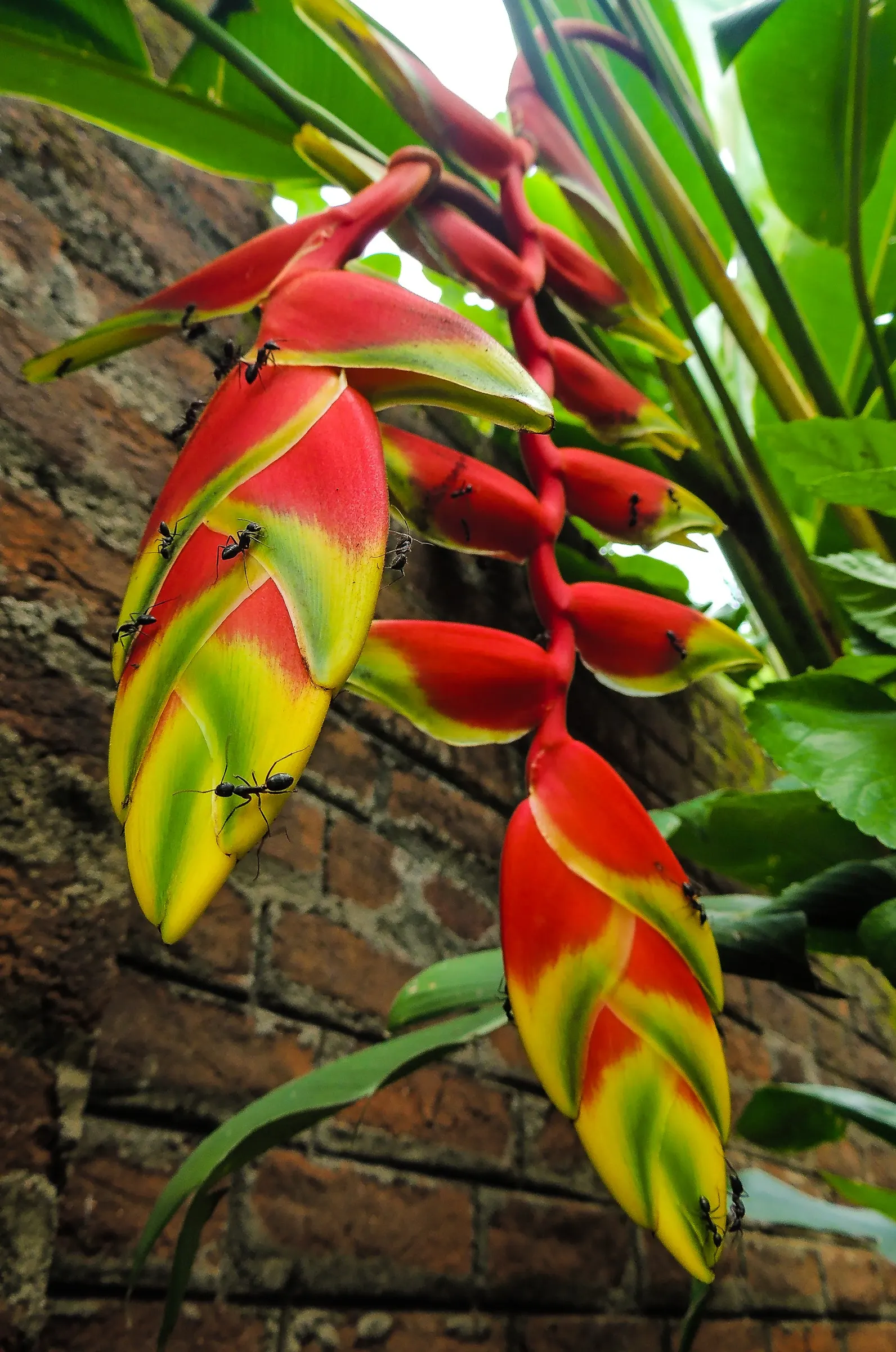 Hanging Lobster Claw (Heliconia Rostrata) — Thriving in zones 9b-11, it prefers partial shade and well-draining soil; the distinctive bracts, image 114