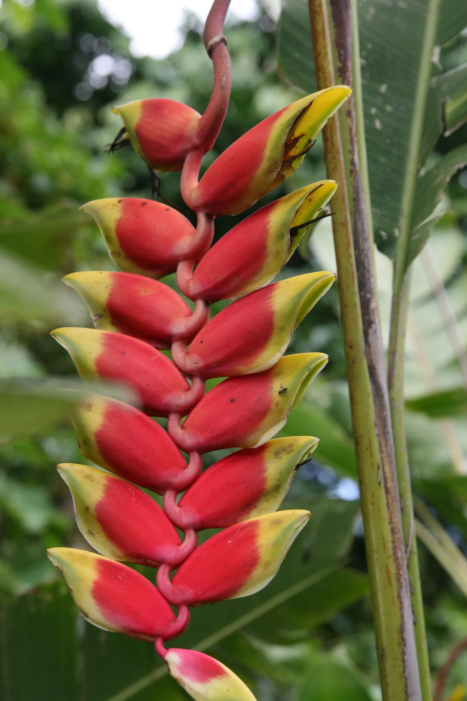Hanging Lobster Claw (Heliconia Rostrata) — pendulous inflorescences that resemble the claws of a lobster; ensuring a lush display for any exotic, image 121
