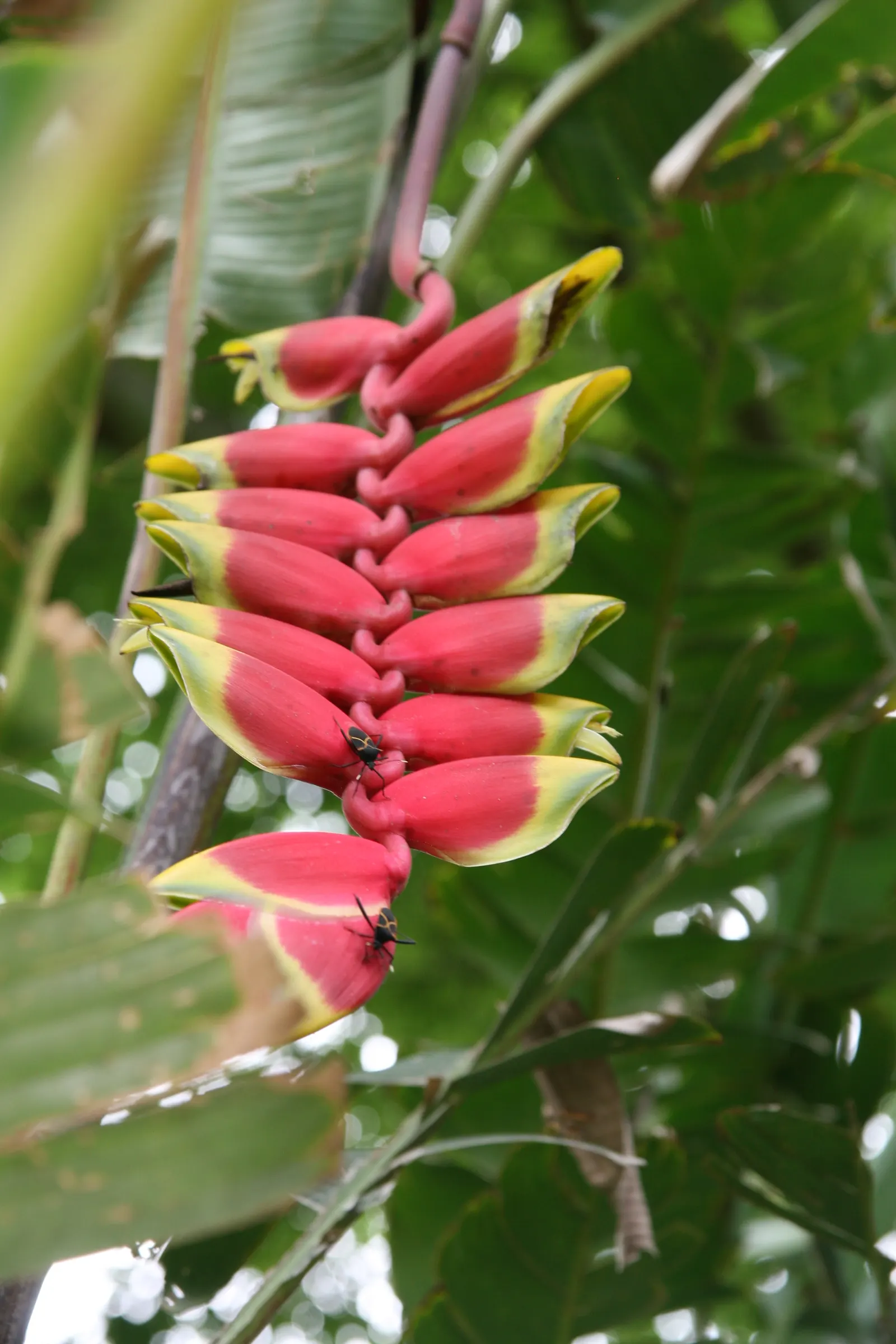 Hanging Lobster Claw (Heliconia Rostrata) — ensuring a lush display for any exotic landscape centerpiece; ensuring that seasonal frosts do not, image 116
