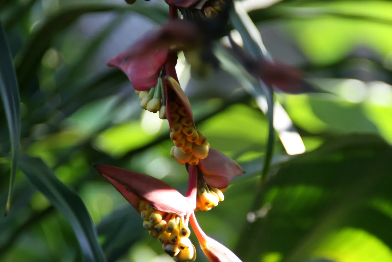 Hanging Lobster Claw (Heliconia Rostrata) — is a striking tropical perennial that brings an exotic splash to any landscape design
