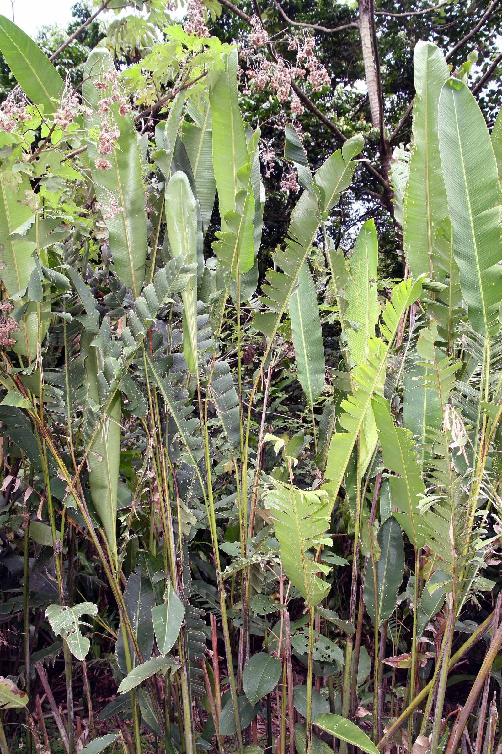 Hanging Lobster Claw (Heliconia Rostrata) — To encourage prolific blooming; especially in regions that experience intense afternoon sun