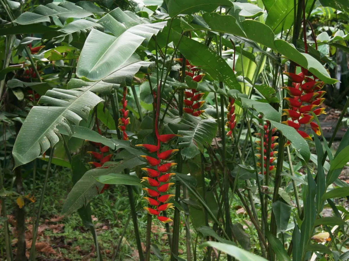 Hanging Lobster Claw (Heliconia Rostrata) — green and multi-colored and red flowers in the garden