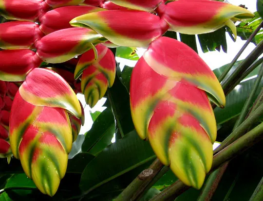 Hanging Lobster Claw (Heliconia Rostrata) — this plant serves as an ideal focal point