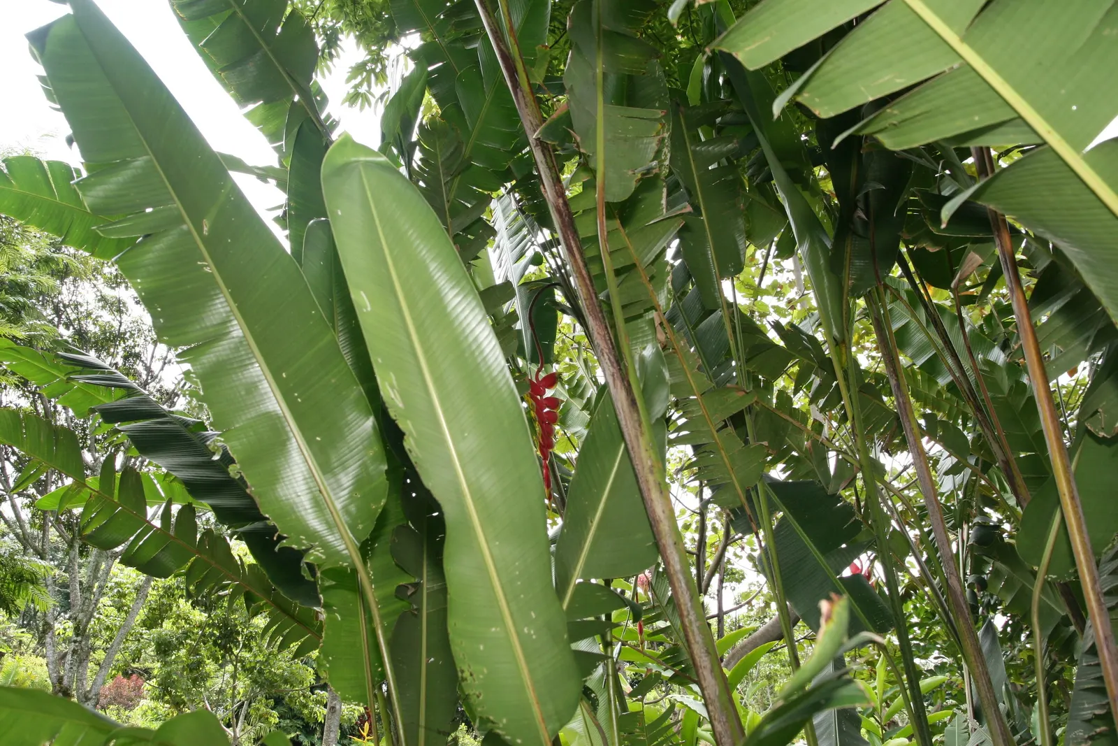Hanging Lobster Claw (Heliconia Rostrata) — especially in regions that experience intense afternoon sun