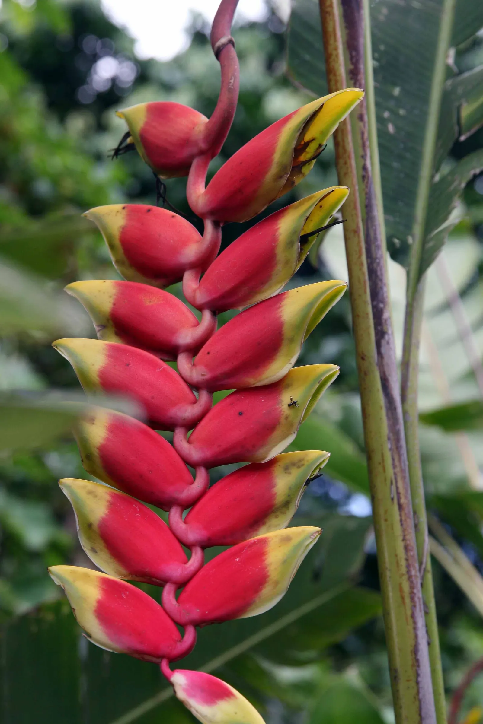 Hanging Lobster Claw (Heliconia Rostrata) — upright stems that can reach heights of 3 to 6 feet.<br><br>For optimal growth; especially in regions that